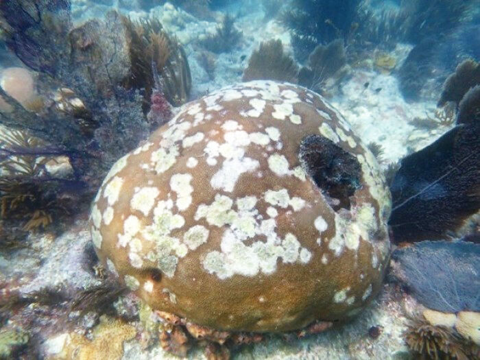 Coral impacted by stony coral tissue loss disease.